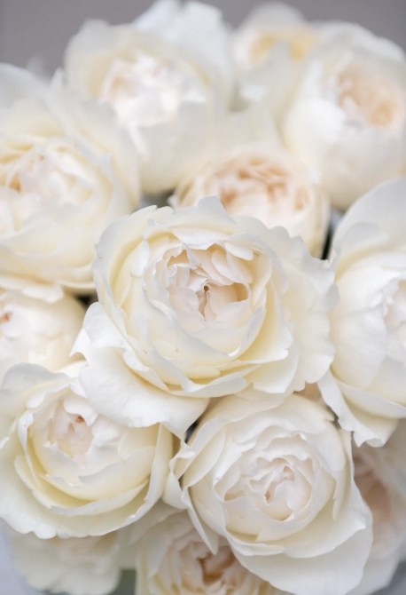 Cream Yves Piaget rose — Meilland