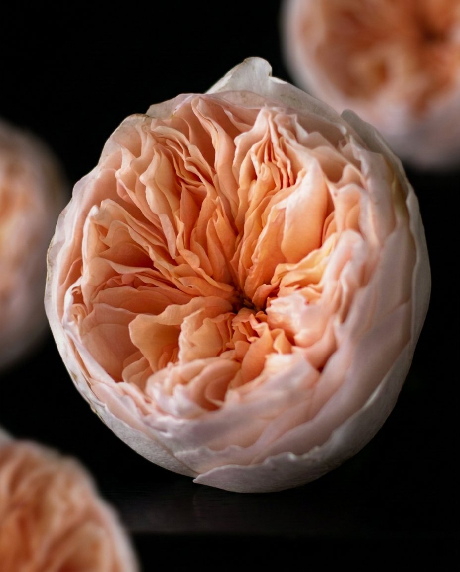 Peach David Austin Juliet rose
